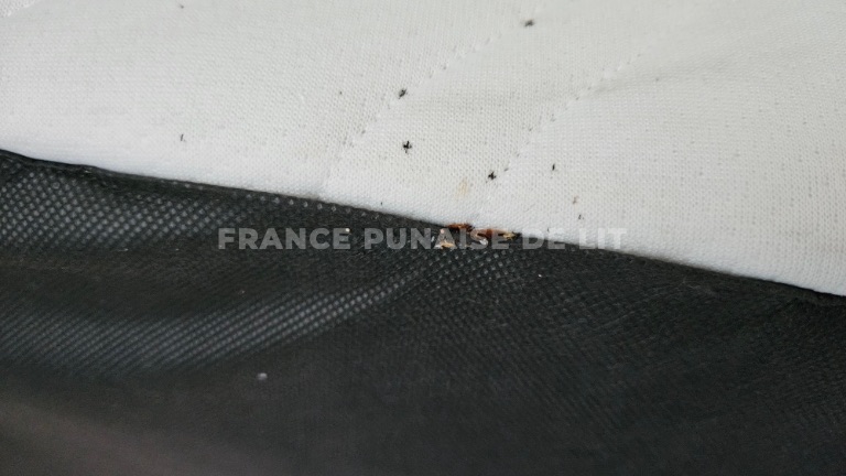 Bord de sommier, tissu blanc et toile noire, petits insectes bruns à la jonction et points noirs