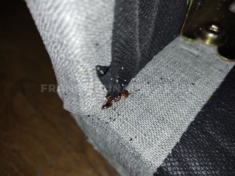 Tissu gris de sommier replié, petit amas d'insectes brun-rouge et points noirs de déjections