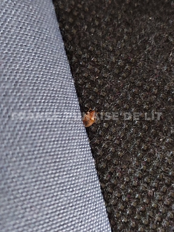 Petite punaise ambrée ovale avec pattes visibles sur un tissu noir, près d'une toile grise