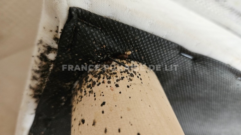 Dessous d'un sommier : toile noire, pied en bois clair et tissu blanc couverts de taches noires